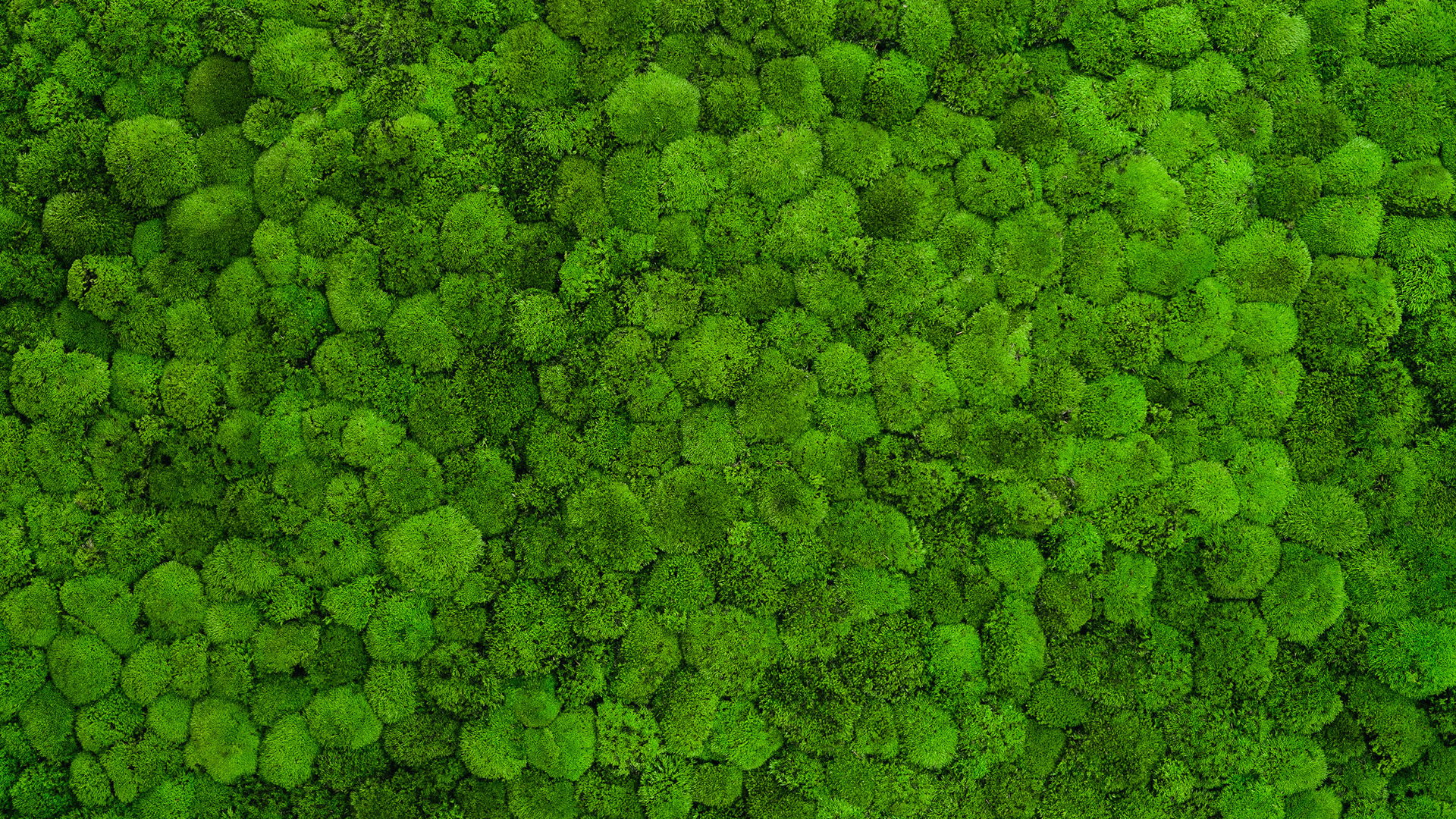 RAW MATERIALS Moss Art London Preserved Moss, Forest, Plants and more…