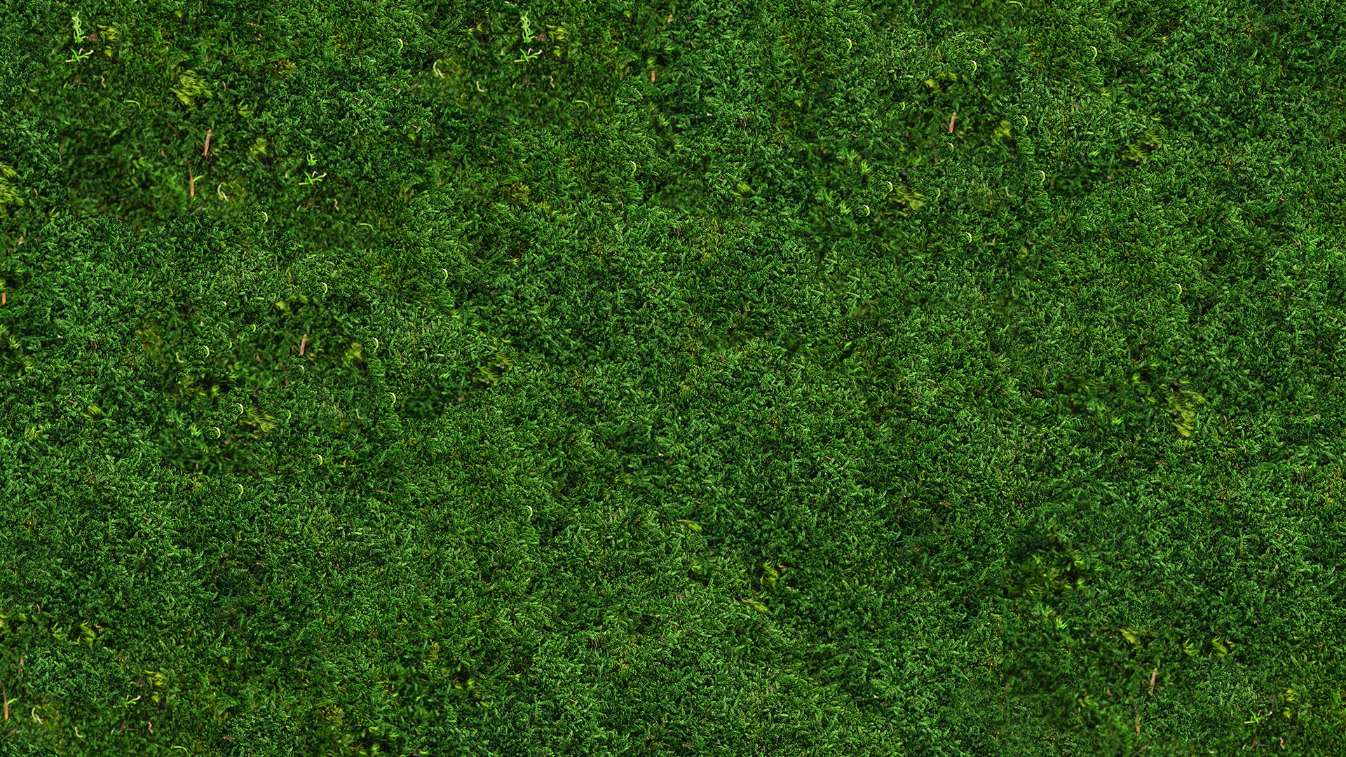 RAW MATERIALS Moss Art London Preserved Moss, Forest, Plants and more…