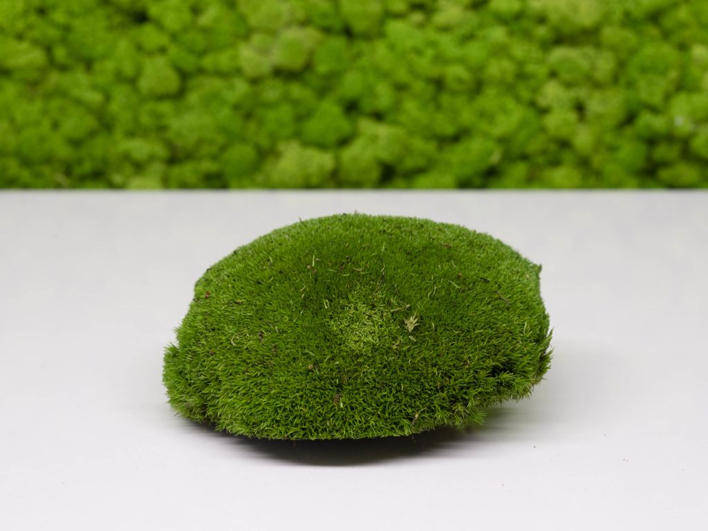 Ball Moss Moss Art London Preserved Moss, Forest, Plants and more…