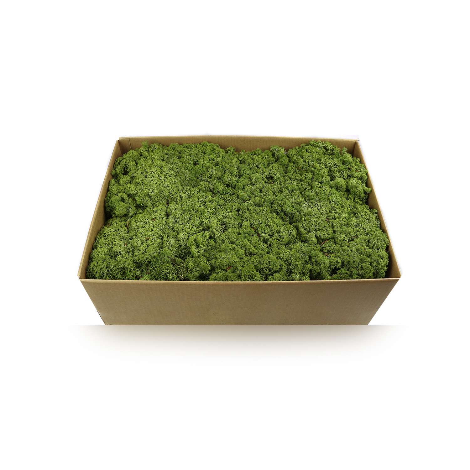 Products Moss Art London Preserved Moss, Forest, Plants and more…