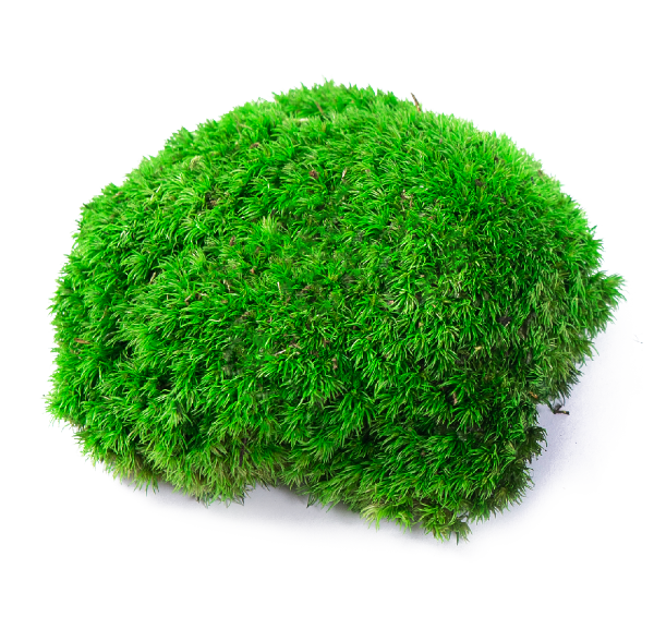 Ball Moss Moss Art London Preserved Moss, Forest, Plants and more…